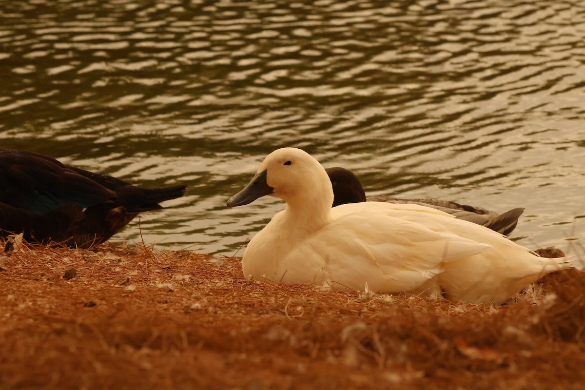 カモ亜科 - ML641263407