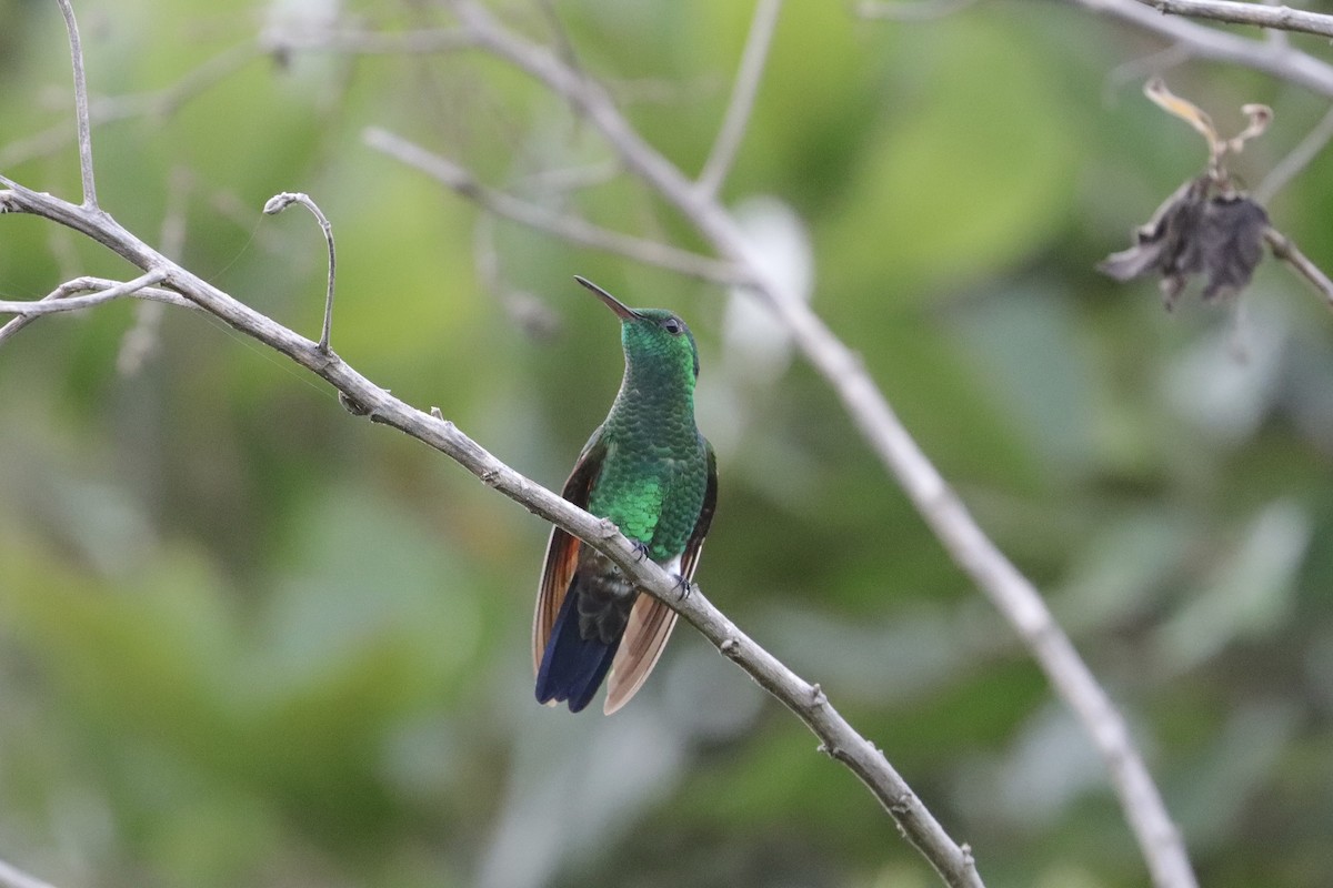 Blue-tailed Hummingbird - ML641263412