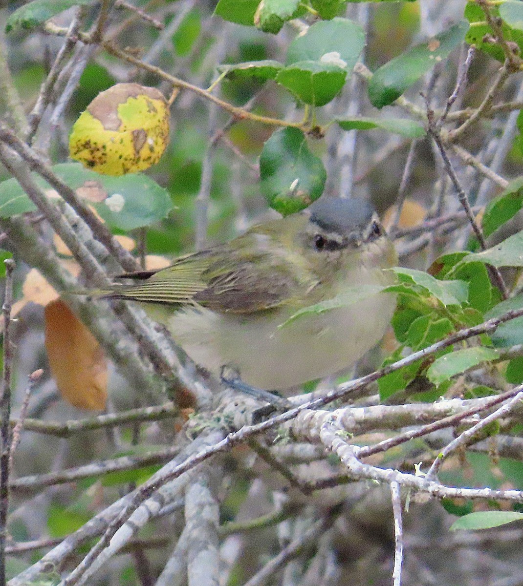 Red-eyed Vireo - ML641263423