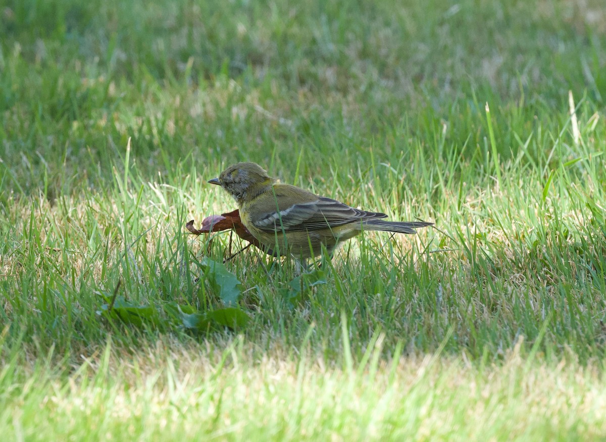 Pine Warbler - ML641263427