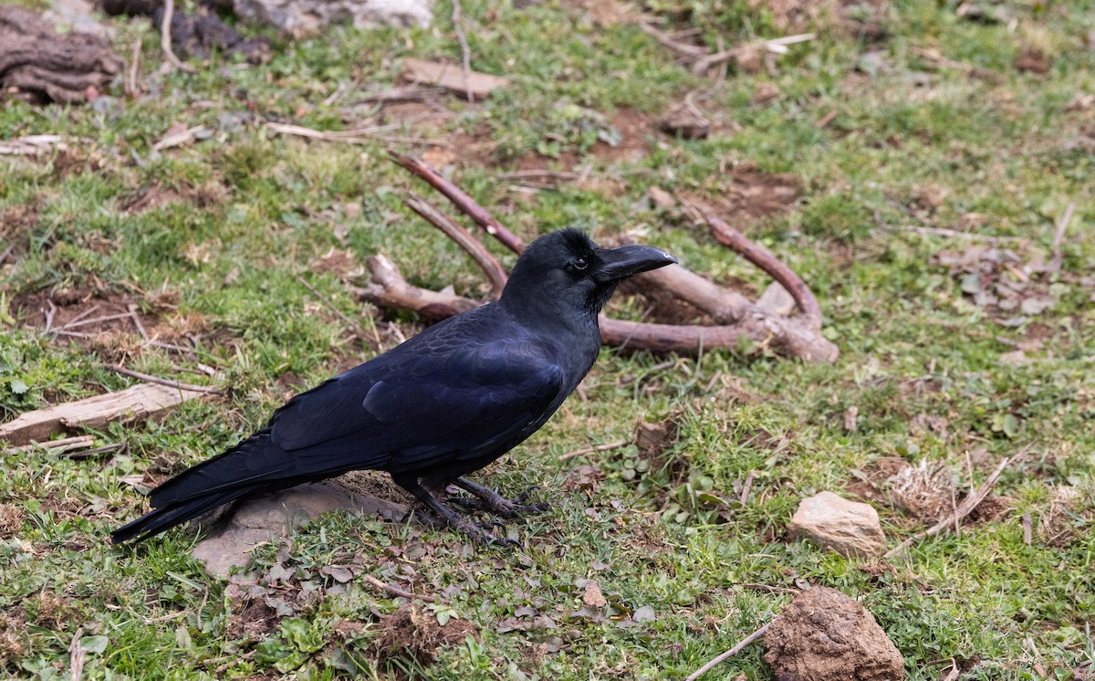 Large-billed Crow - ML641263431