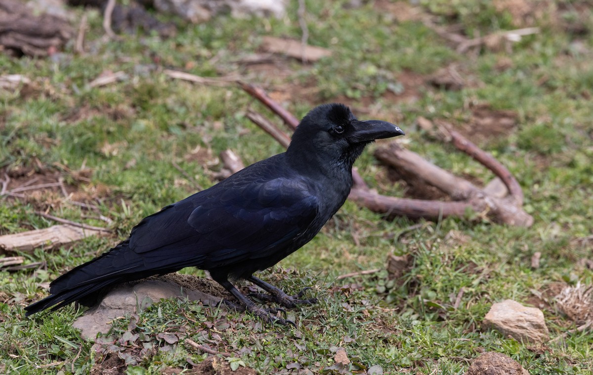 Large-billed Crow - ML641263432