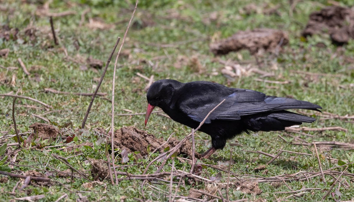 Red-billed Chough (Red-billed) - ML641263433