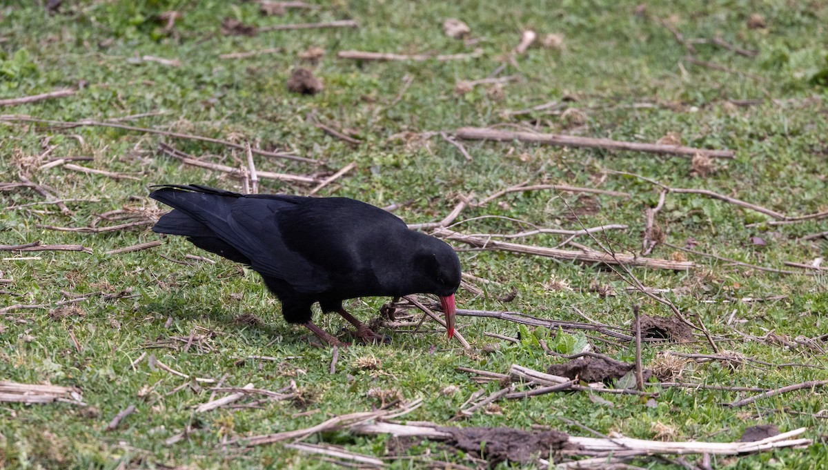 Red-billed Chough (Red-billed) - ML641263434