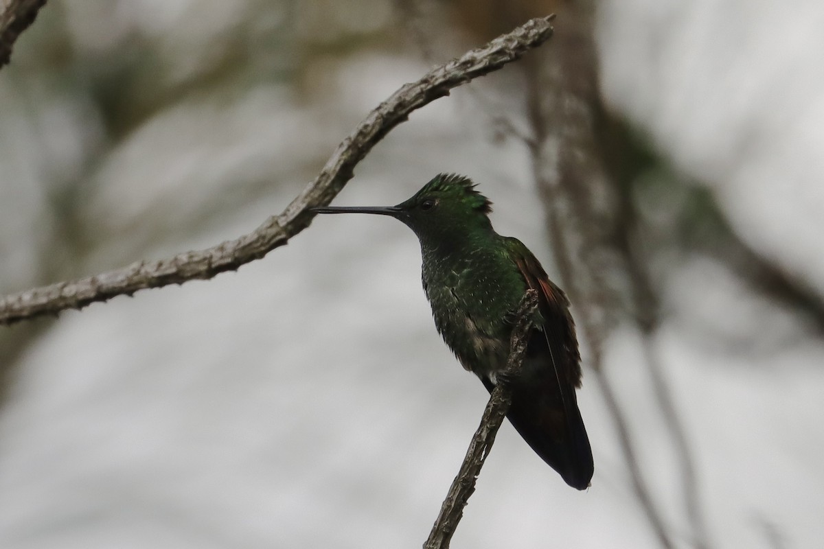 Blue-tailed Hummingbird - ML641263439