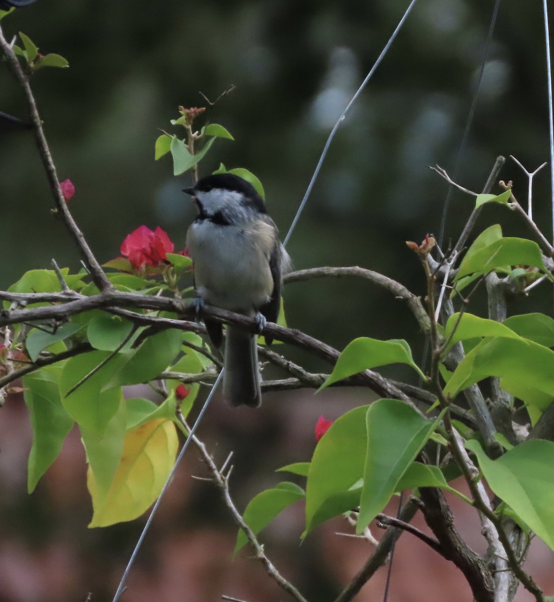 Carolina Chickadee - ML641263442