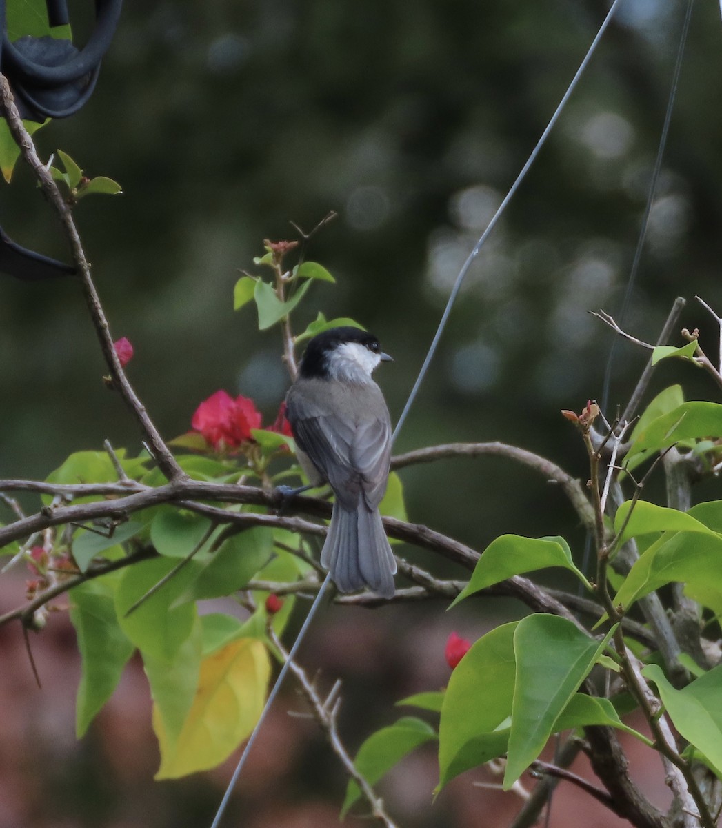 Carolina Chickadee - ML641263443