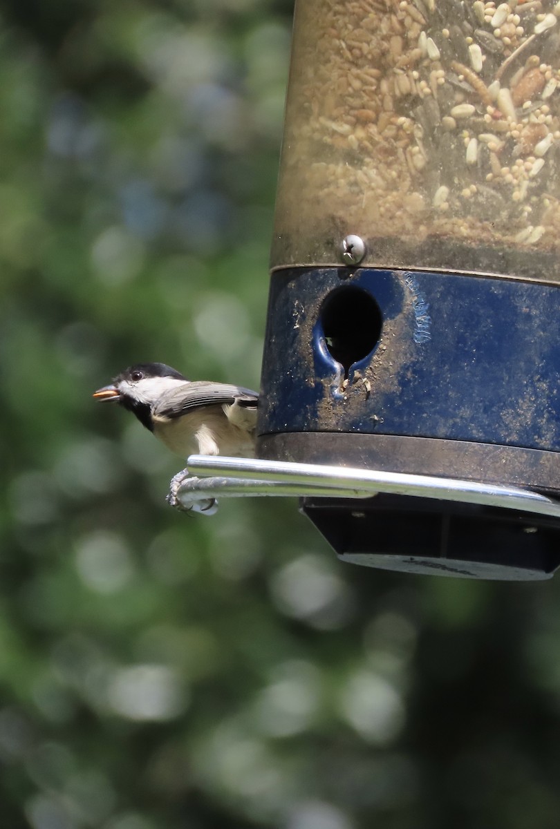 Carolina Chickadee - ML641263444