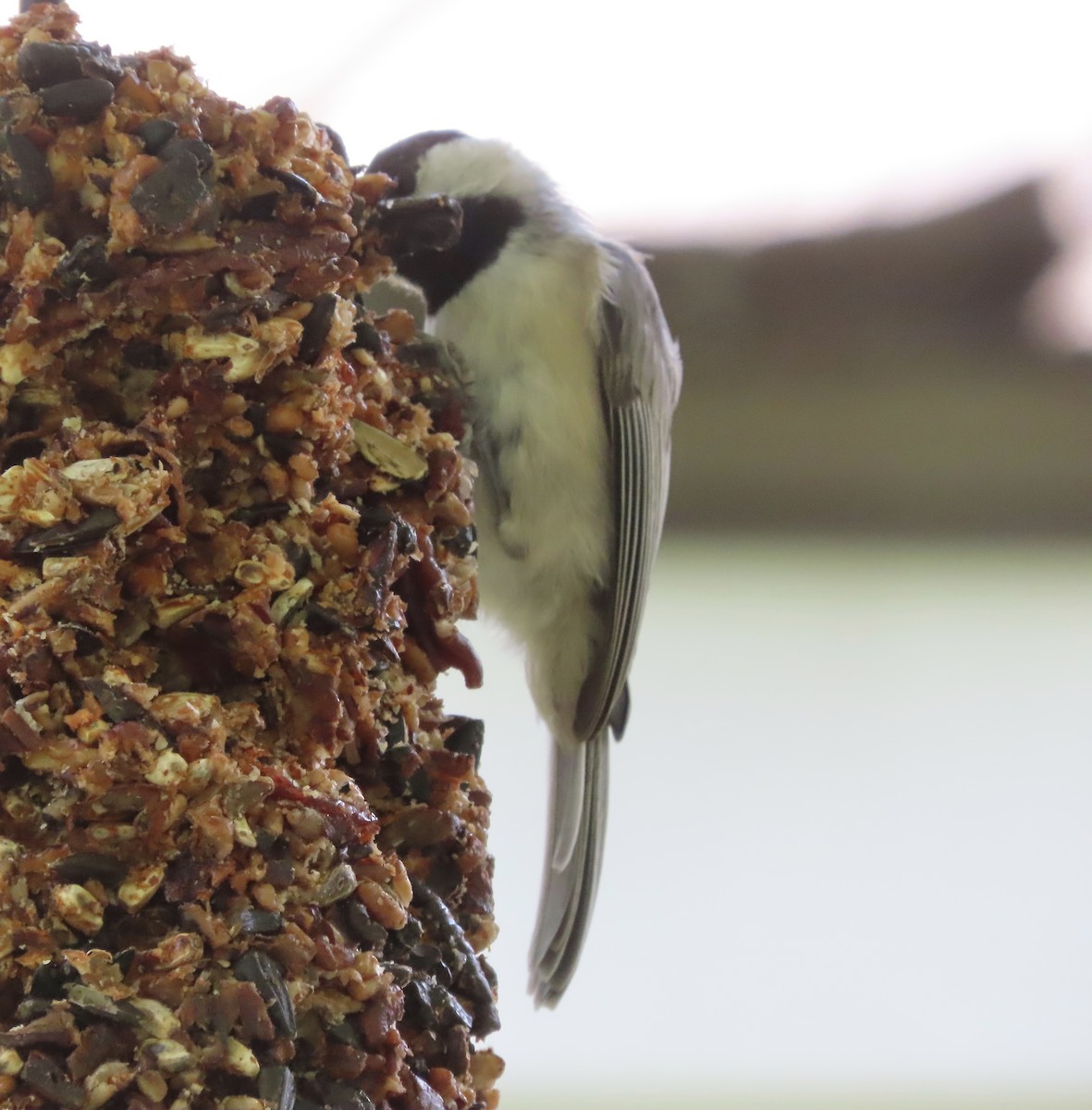 Carolina Chickadee - ML641263445