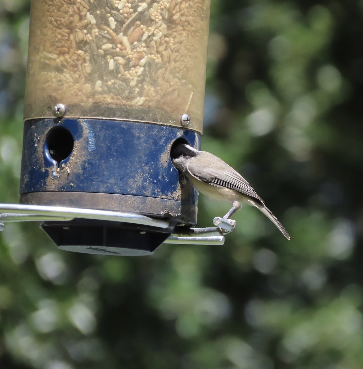Carolina Chickadee - ML641263447