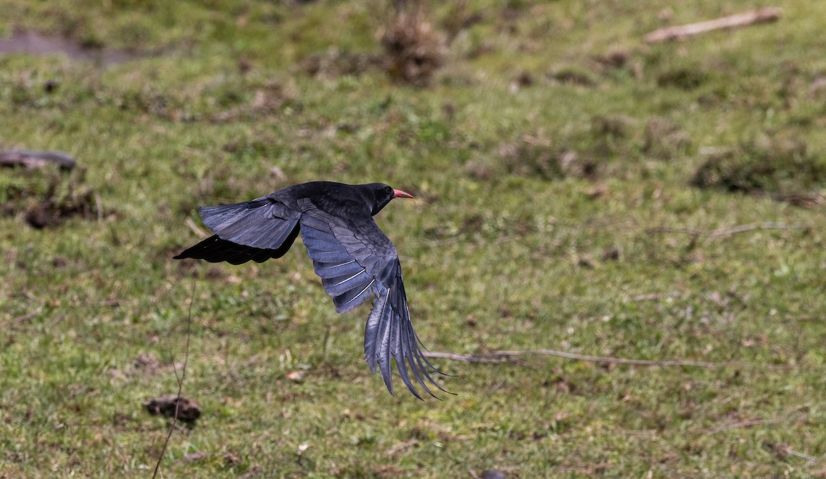 Red-billed Chough (Red-billed) - ML641263458