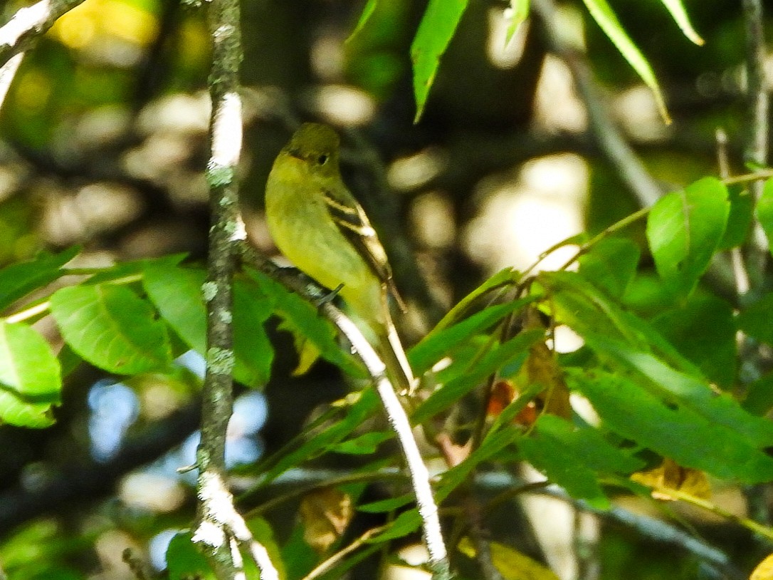 Yellow-bellied Flycatcher - ML641263471