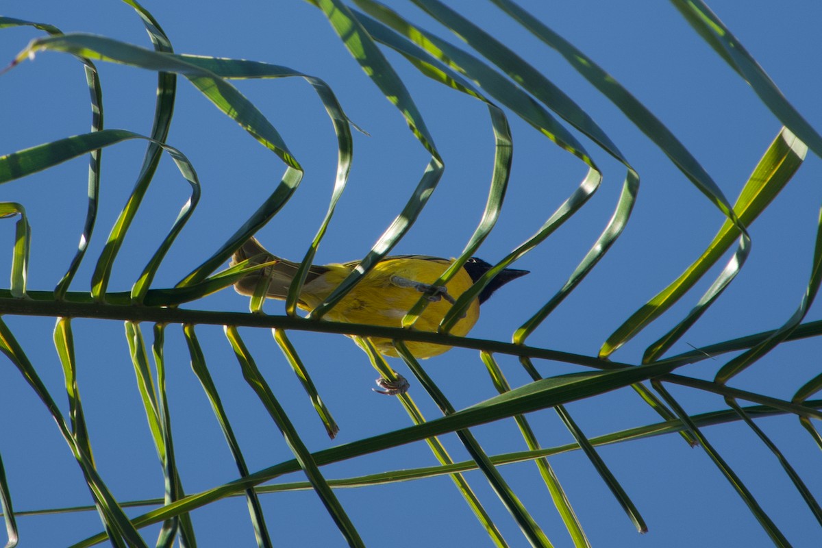 Lesser Masked-Weaver - ML641263474