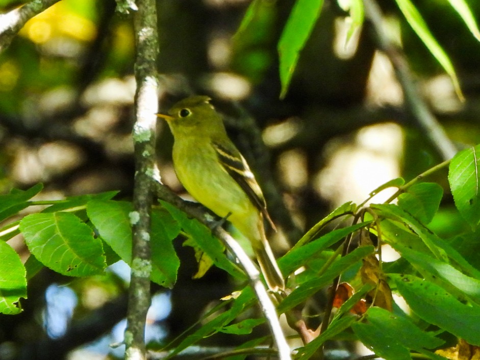 Yellow-bellied Flycatcher - ML641263475