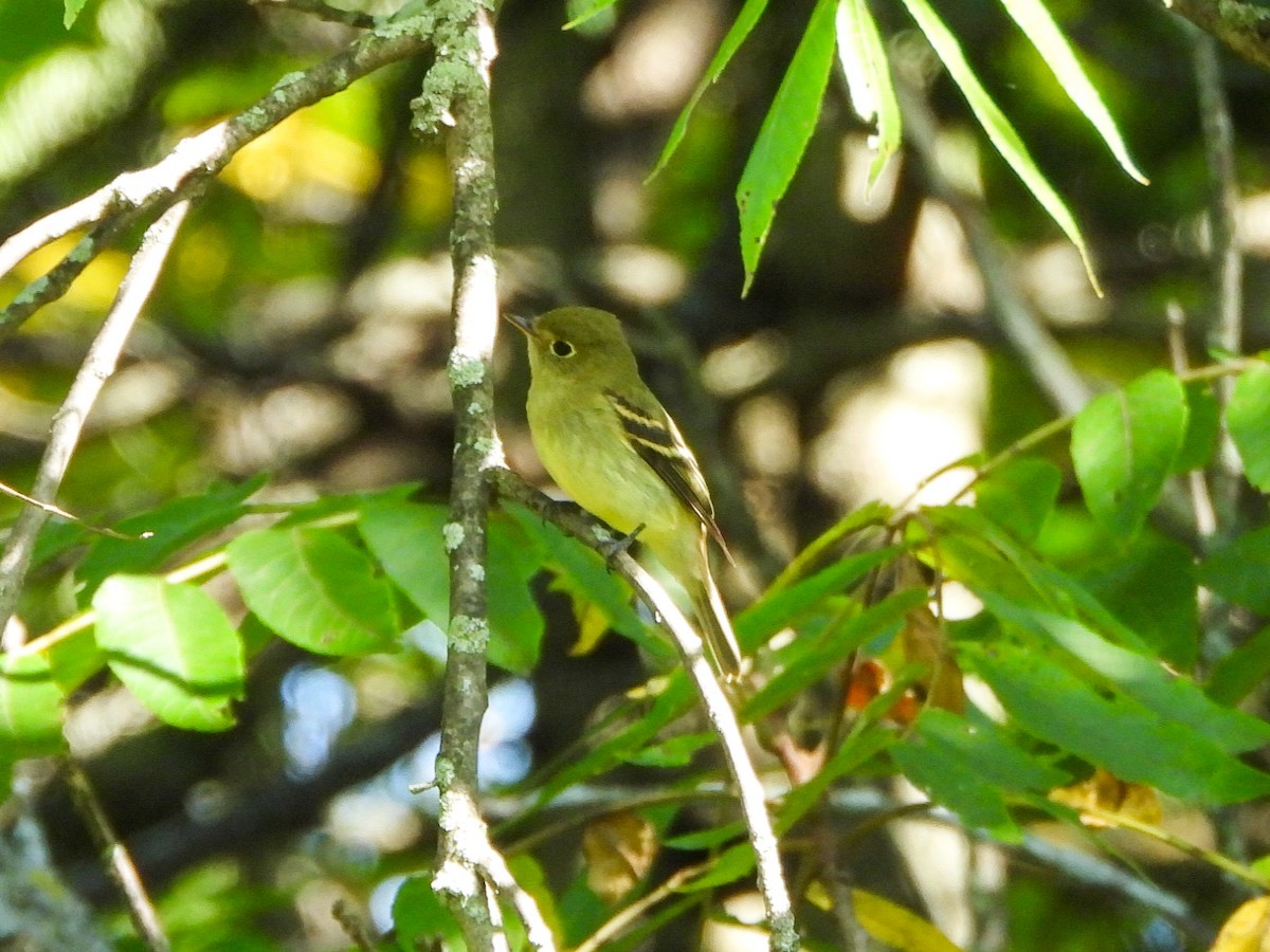 Yellow-bellied Flycatcher - ML641263476