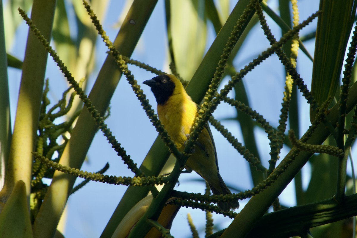 Lesser Masked-Weaver - ML641263478
