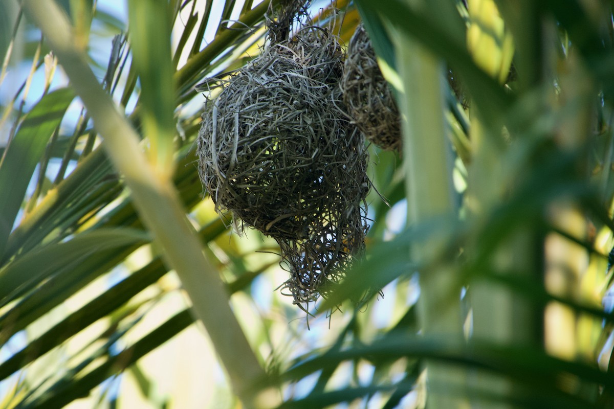 Lesser Masked-Weaver - ML641263479