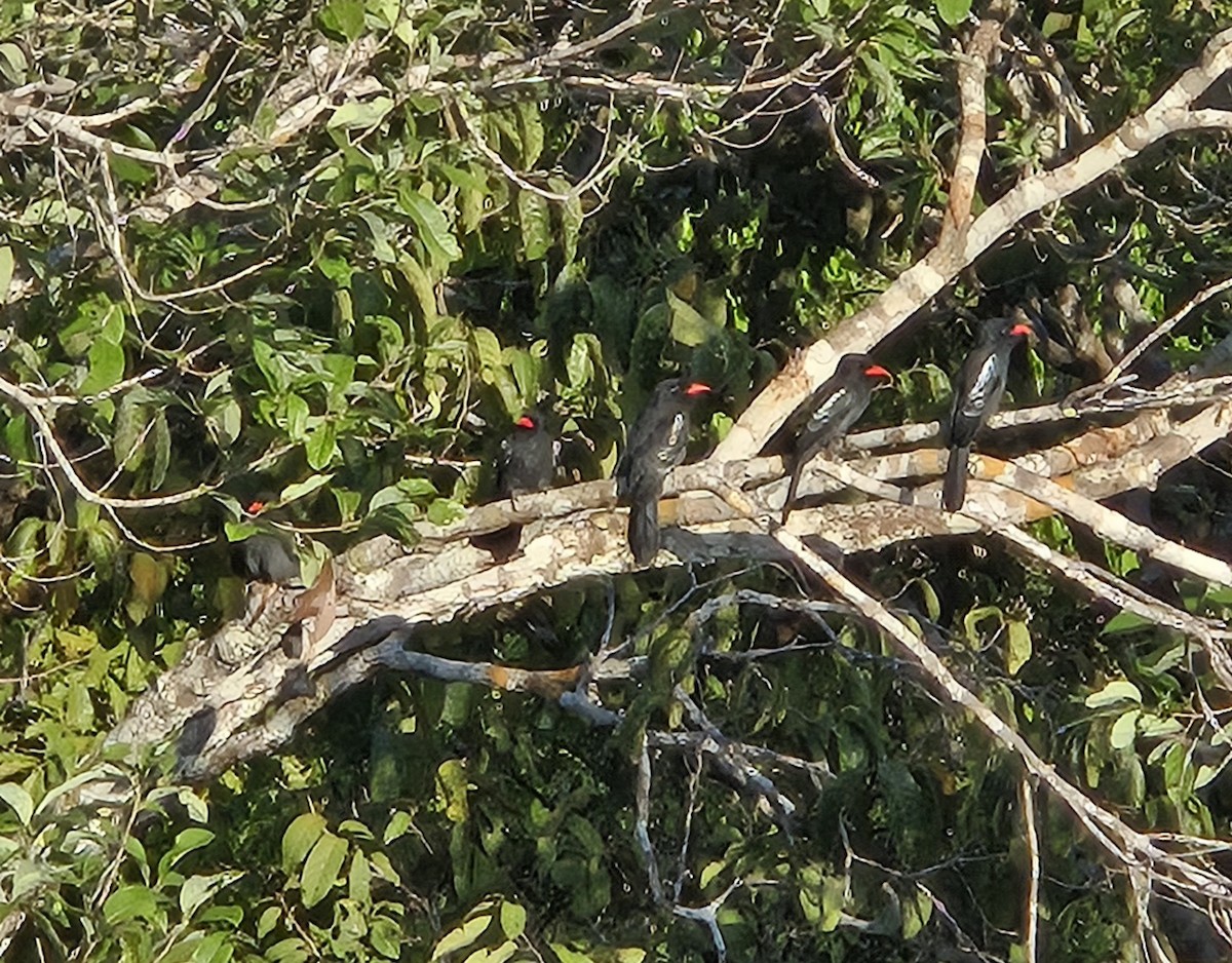 Black Nunbird - ML641263486