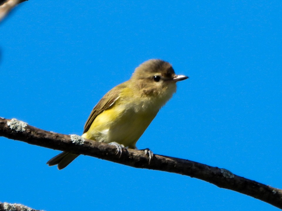 Sängervireo - ML641263496