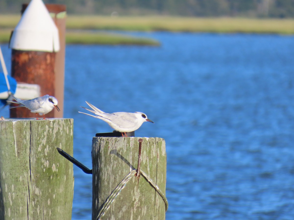 Forster's Tern - ML641263497