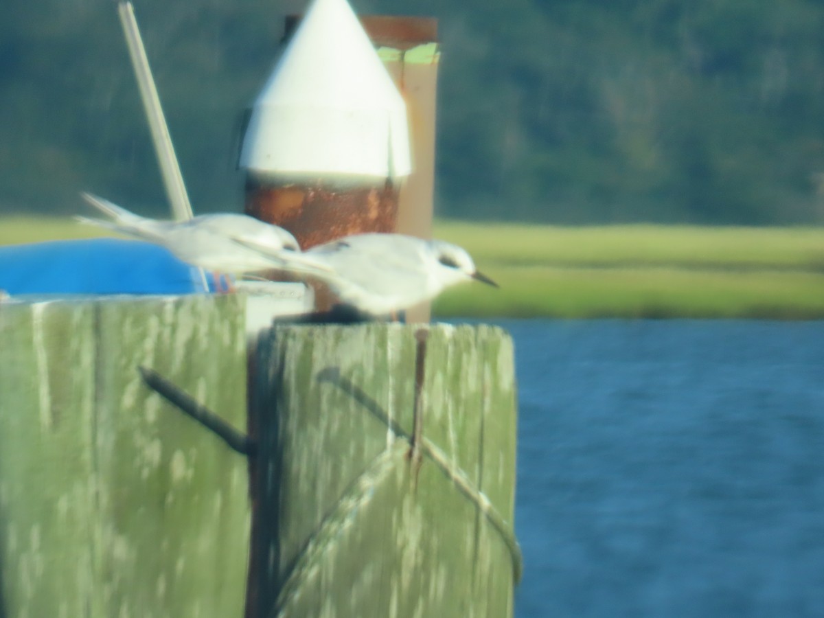 Forster's Tern - ML641263498