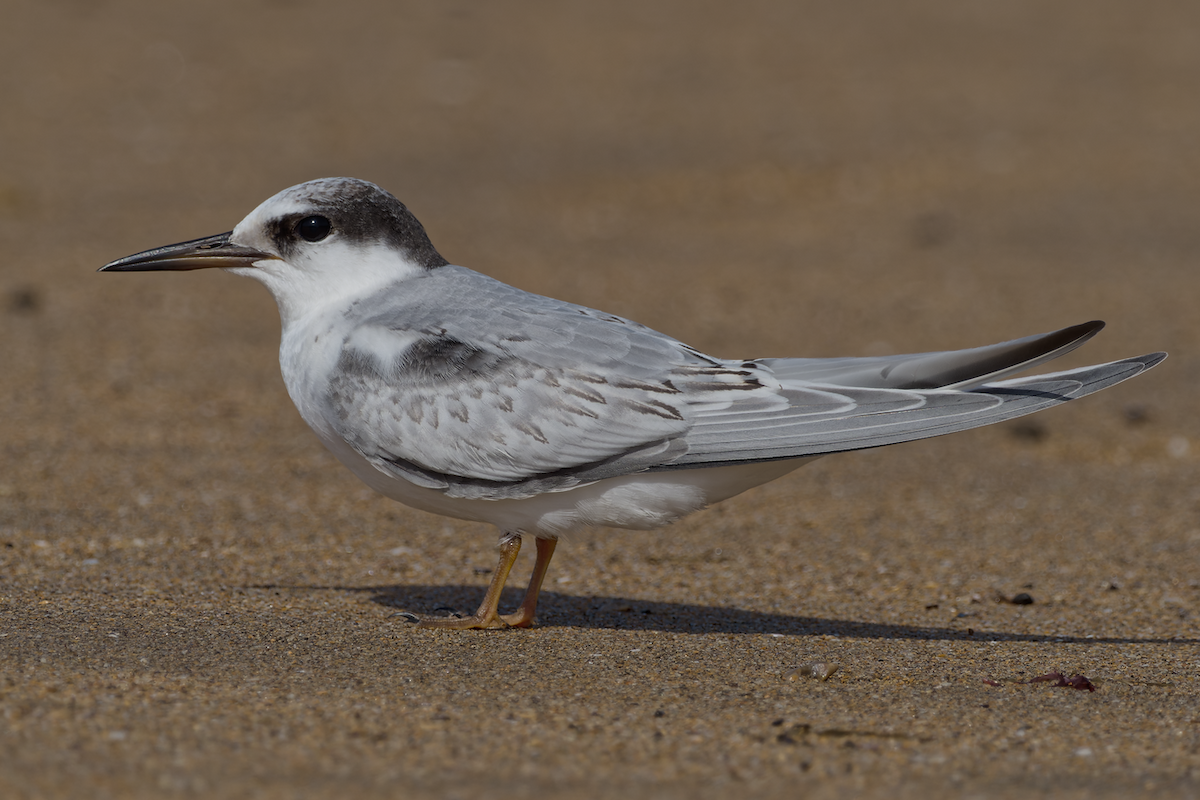 Little Tern - ML641263504