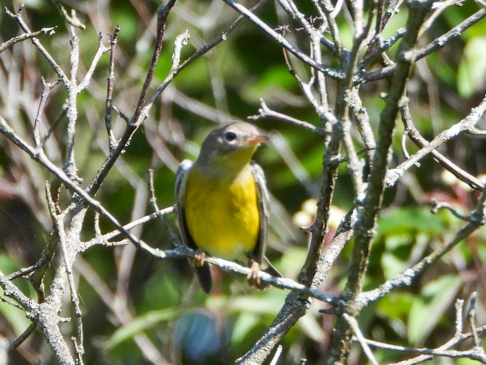 Magnolienwaldsänger - ML641263515