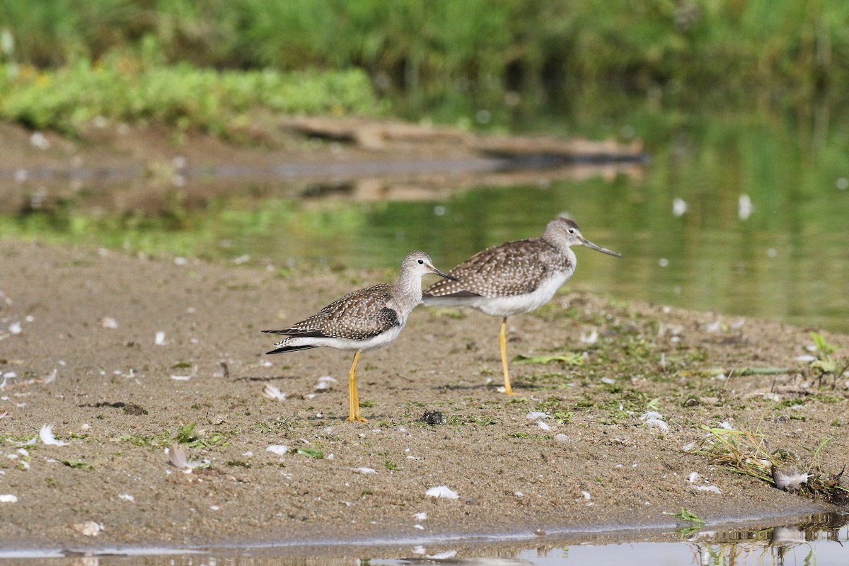 Lesser Yellowlegs - ML641263522