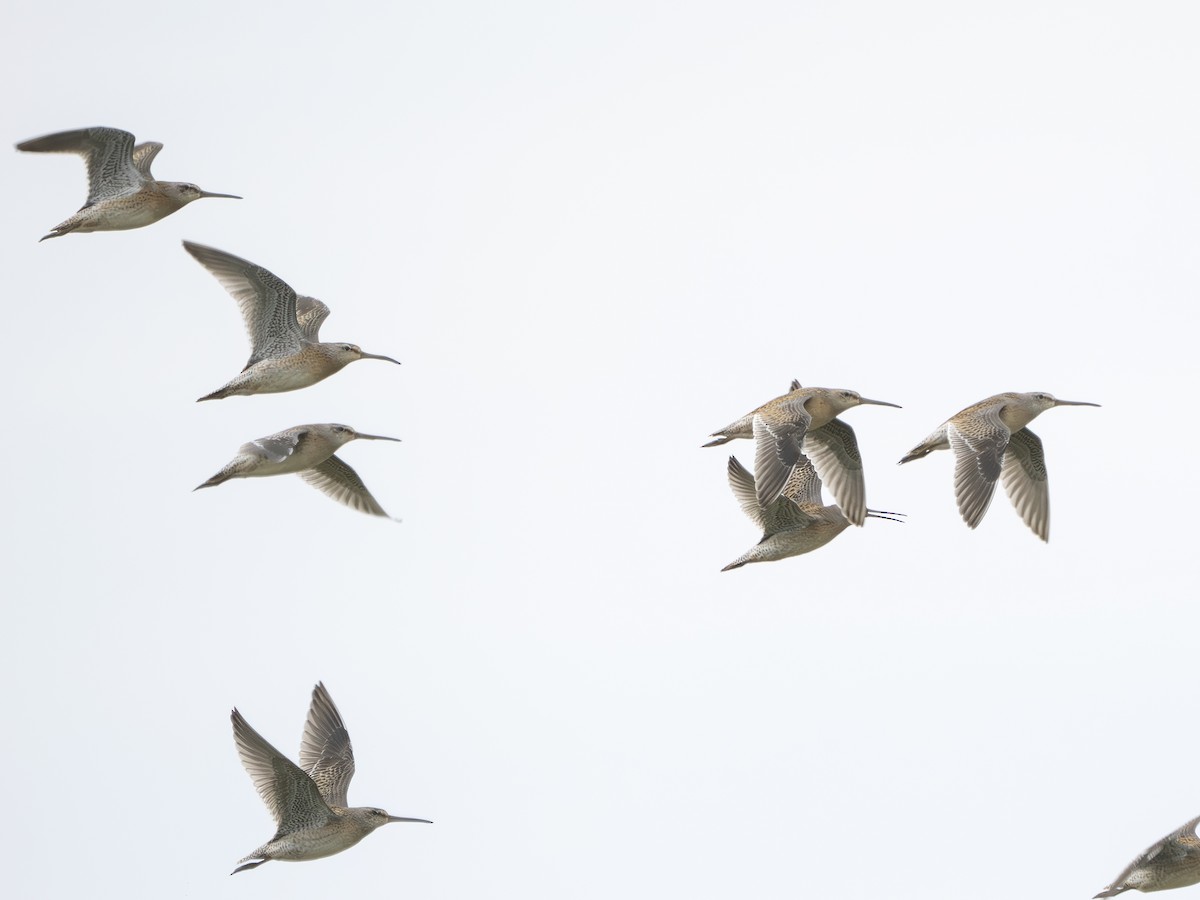 Short-billed Dowitcher - ML641263528
