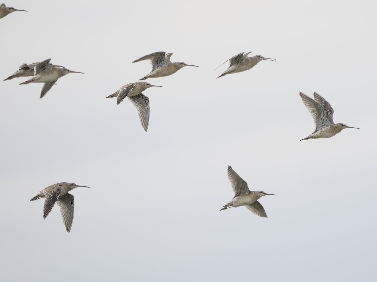 Short-billed Dowitcher - ML641263529