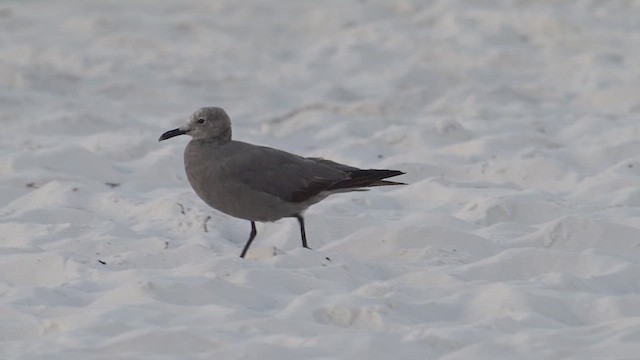 Goéland gris - ML641263532