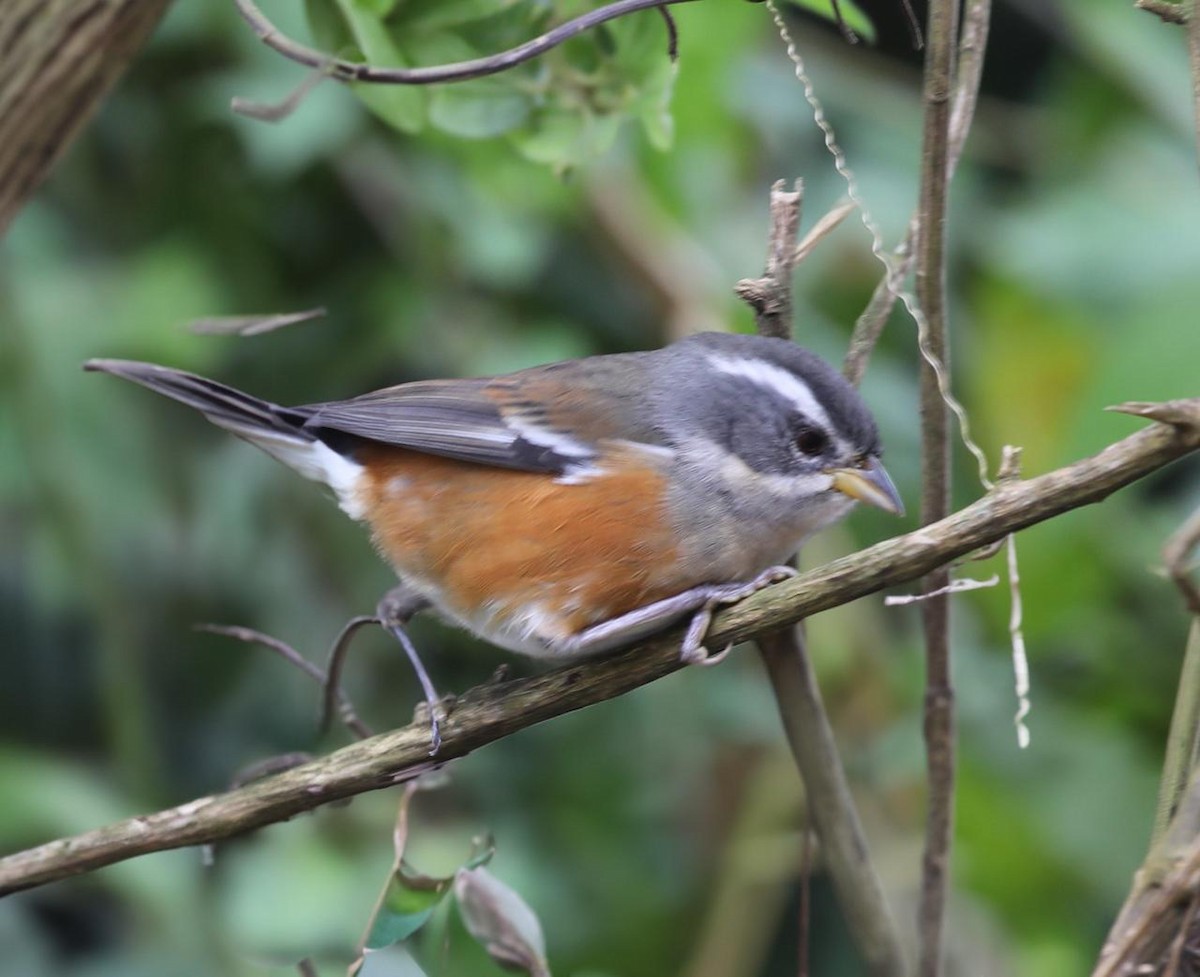 Gray-throated Warbling Finch - ML641263556