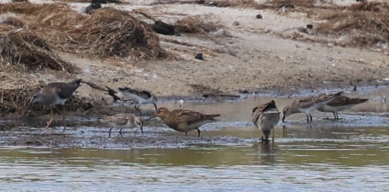 Short-billed Dowitcher - ML641263591