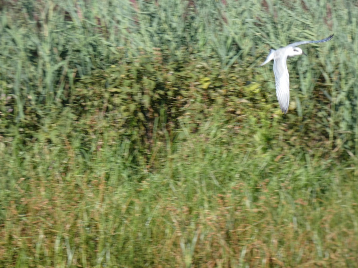 Forster's Tern - ML641263614