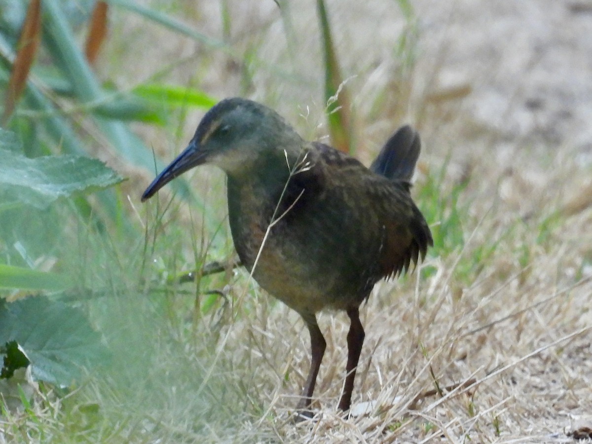 Virginia Rail - ML641263621