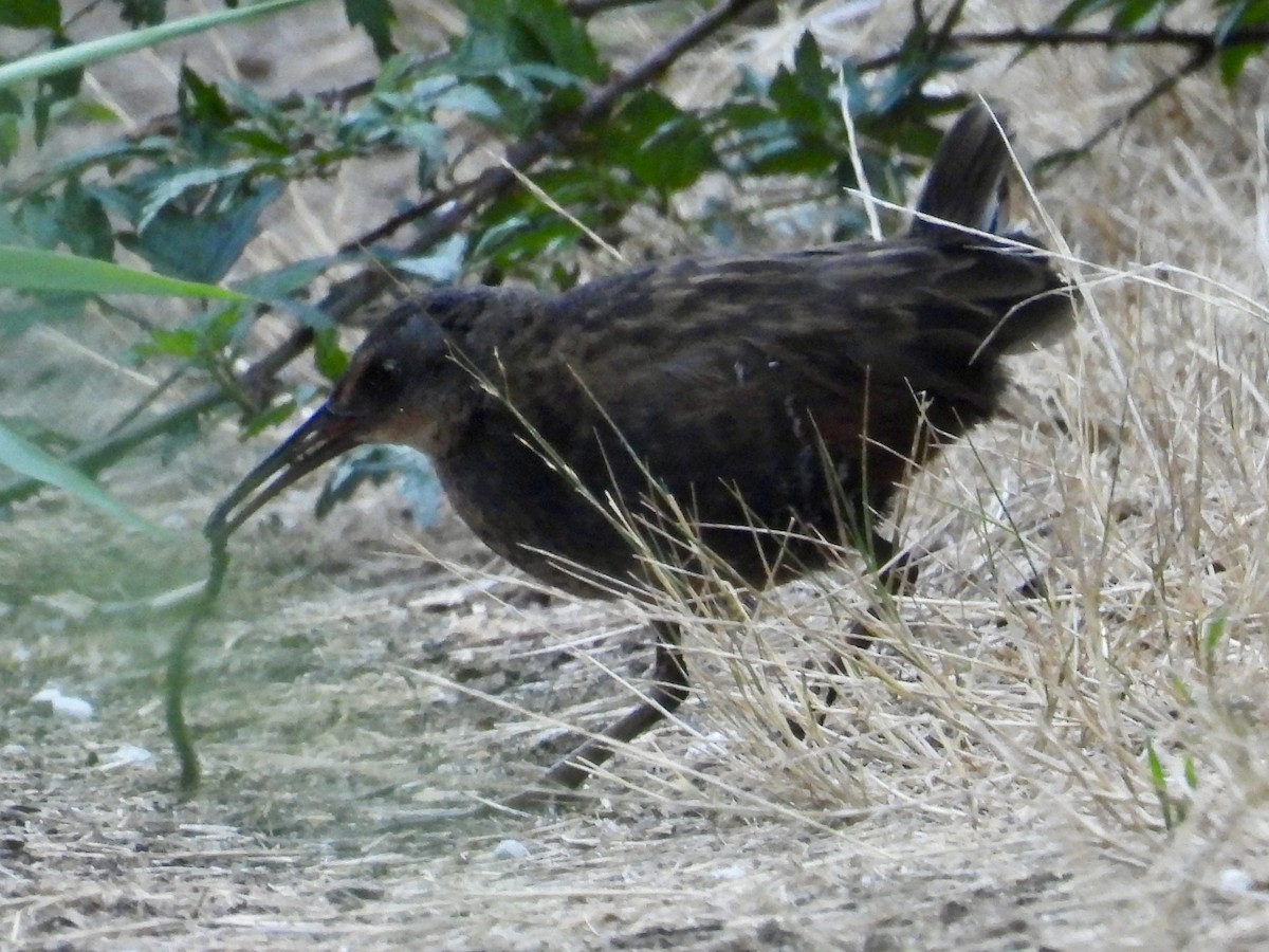 Virginia Rail - ML641263622