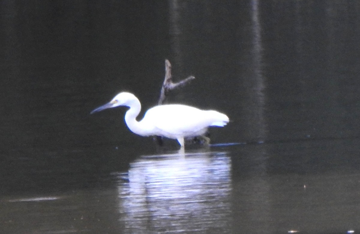 Snowy Egret - ML641263631