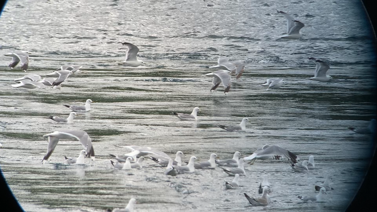 Common Gull (European) - ML641263652