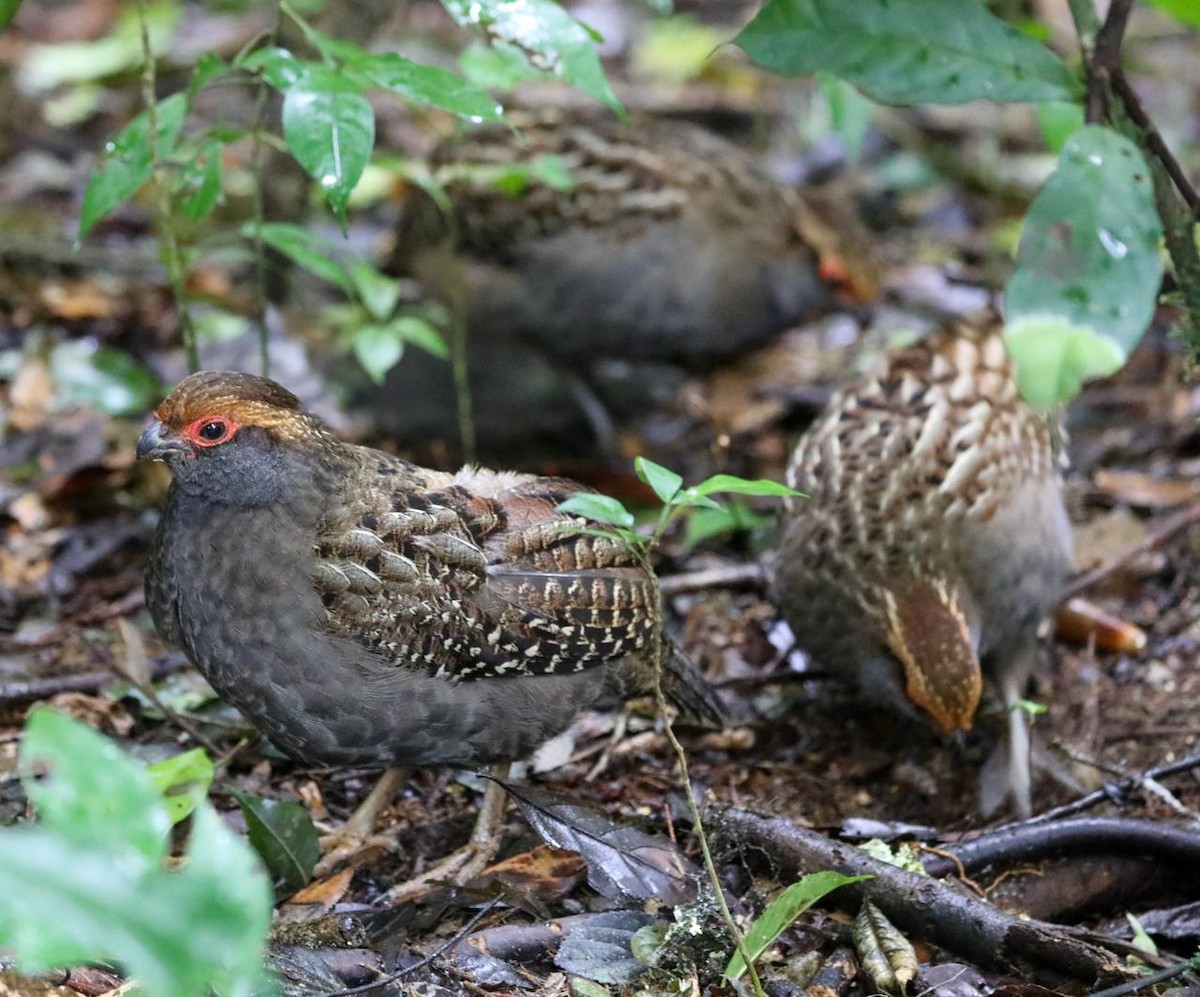 Spot-winged Wood-Quail - ML641263655