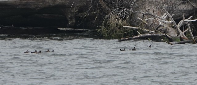 Harlequin Duck - ML641263658