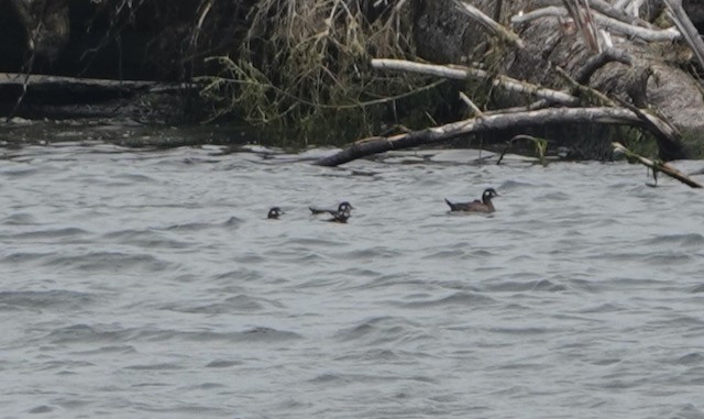 Harlequin Duck - ML641263659