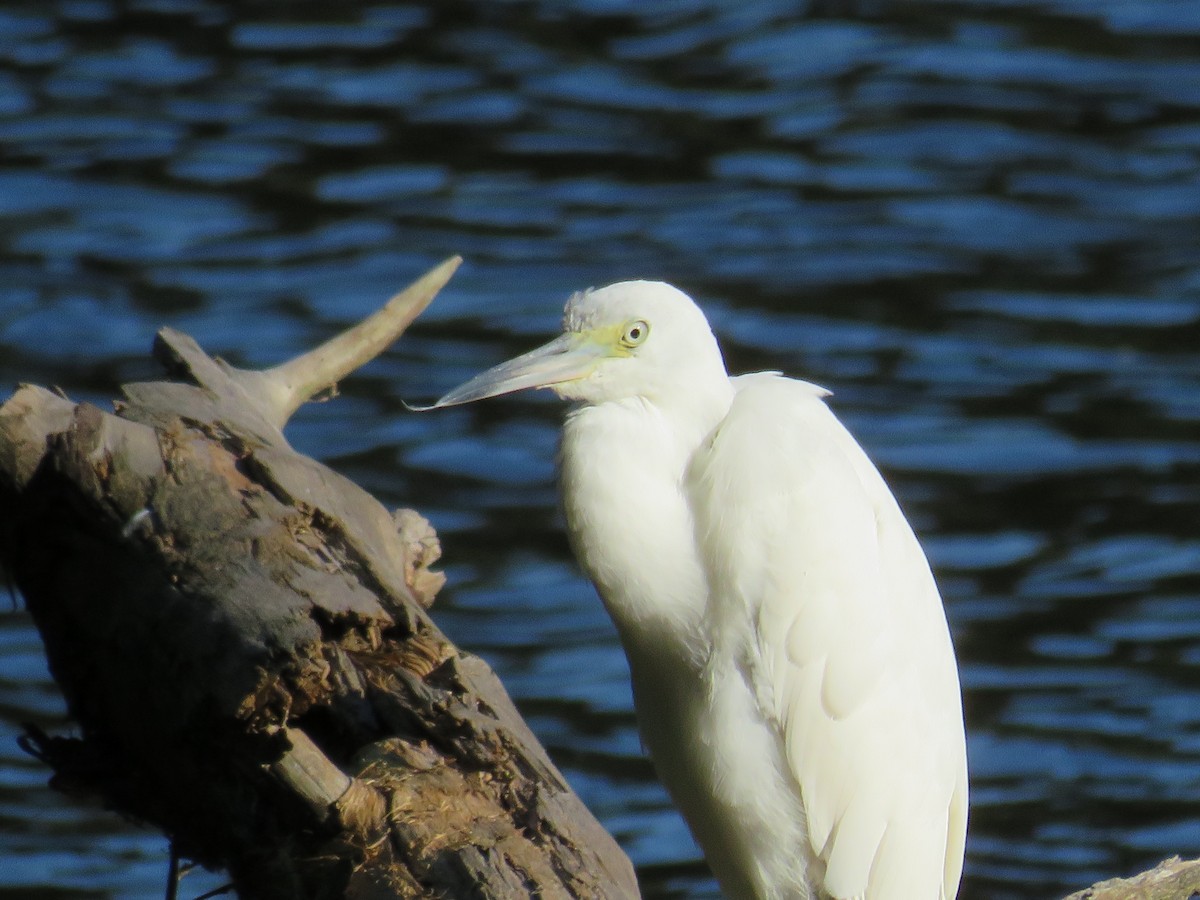 Little Blue Heron - ML641263674