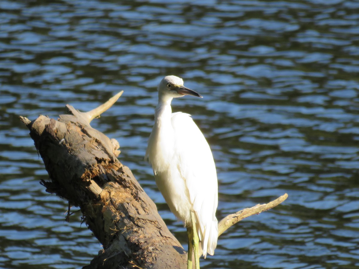Little Blue Heron - ML641263675