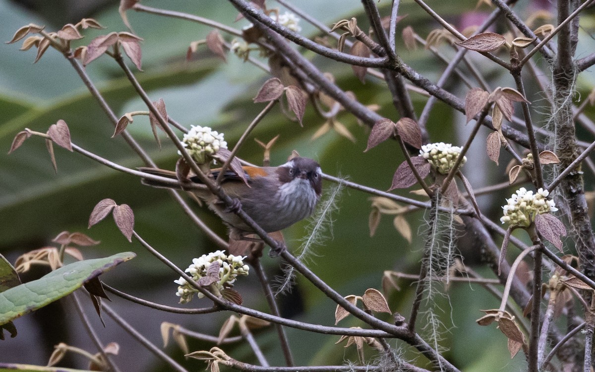 White-browed Fulvetta - ML641263683