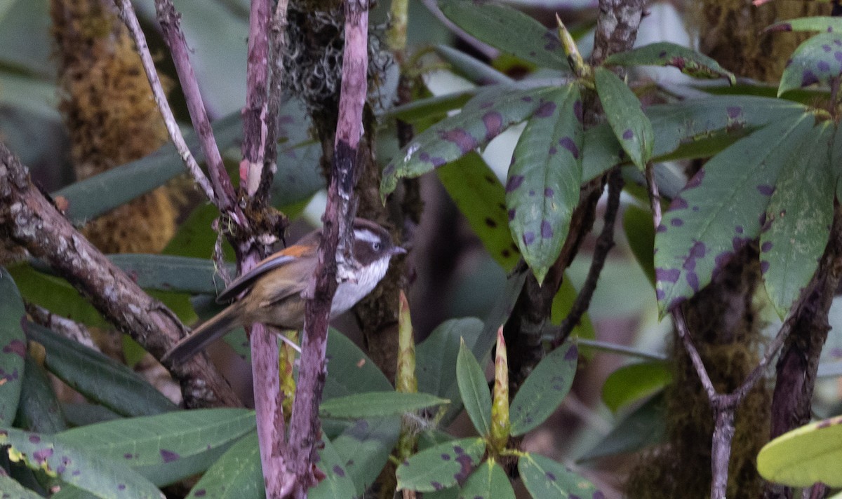 White-browed Fulvetta - ML641263684