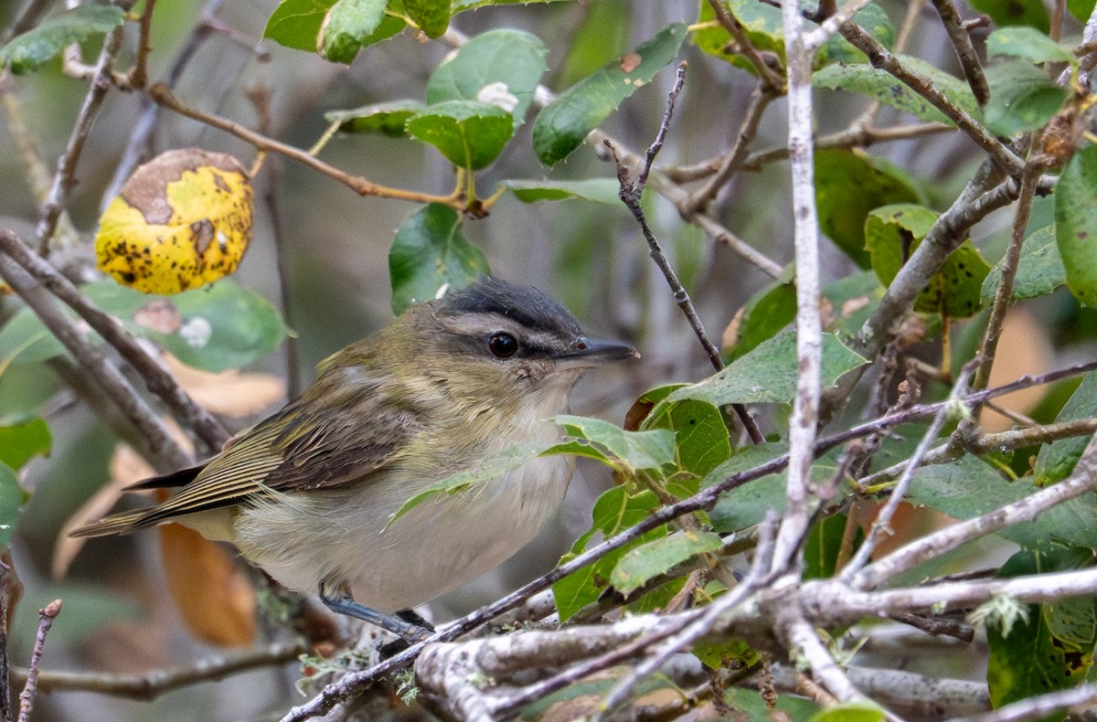 Red-eyed Vireo - ML641263726