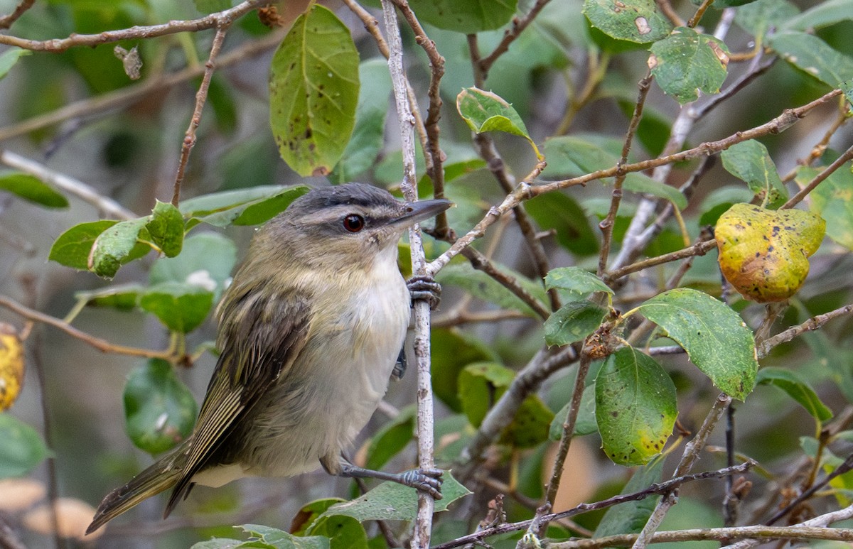 Red-eyed Vireo - ML641263731