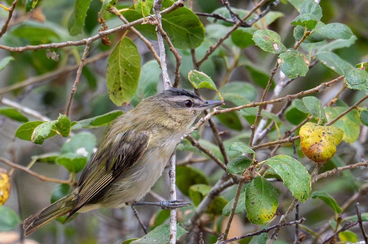 Red-eyed Vireo - ML641263732