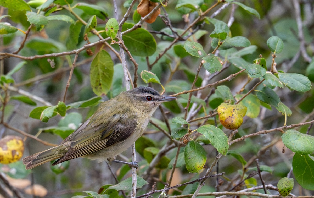 Red-eyed Vireo - ML641263733