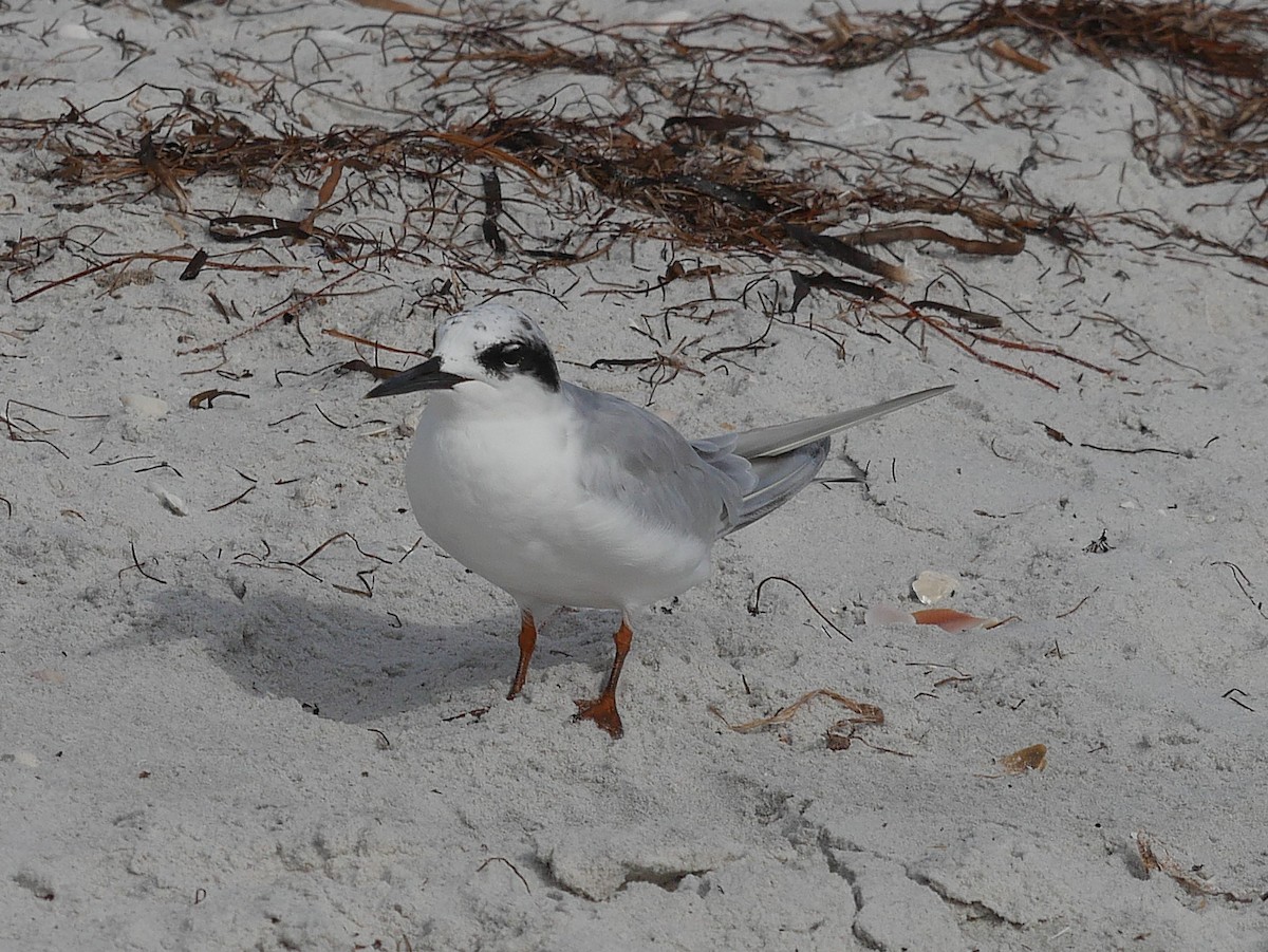 Forster's Tern - ML641263740